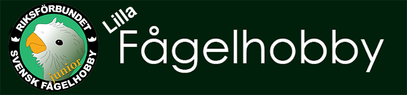 Lilla Fågelhobby